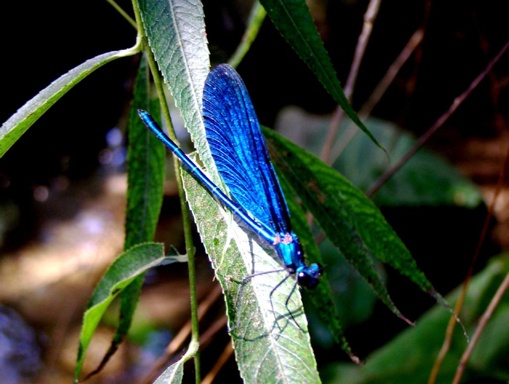 per favore una Conferma! Calopteryx virgo festiva - S